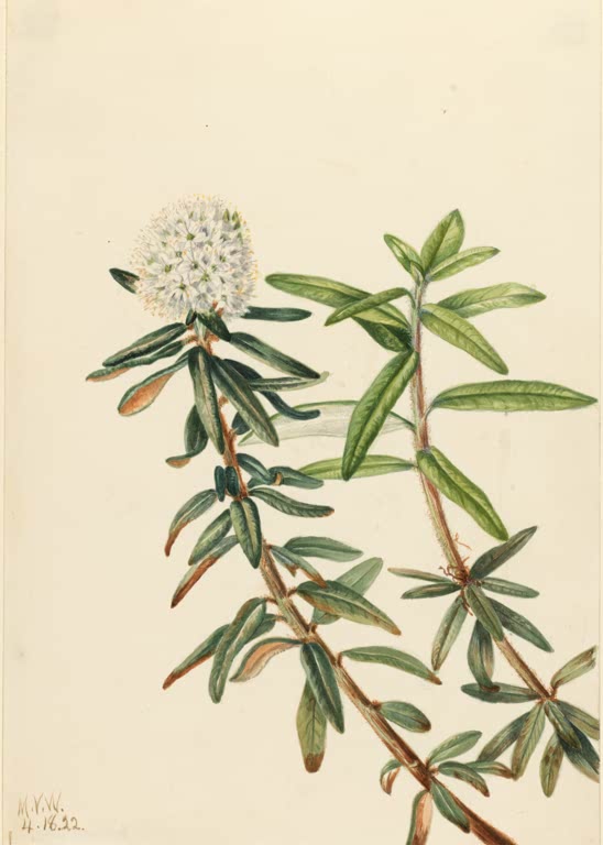 Mary Vaux Walcott Grönländischer Porst Kunstkopie, Zweig mit schmalen Blättern und weißer Blütendolde