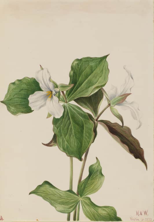 Mary Vaux Walcott Großblütiges Dreiblatt Kunstkopie, weiße Dreiblatt-Blüte mit gelben Staubgefäßen und grünen Blättern