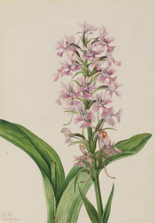 Mary Vaux Walcott Große Purpur-Fransenorchis Kunstkopie, rosa-lila Blütenähre mit zerfransten Lippen