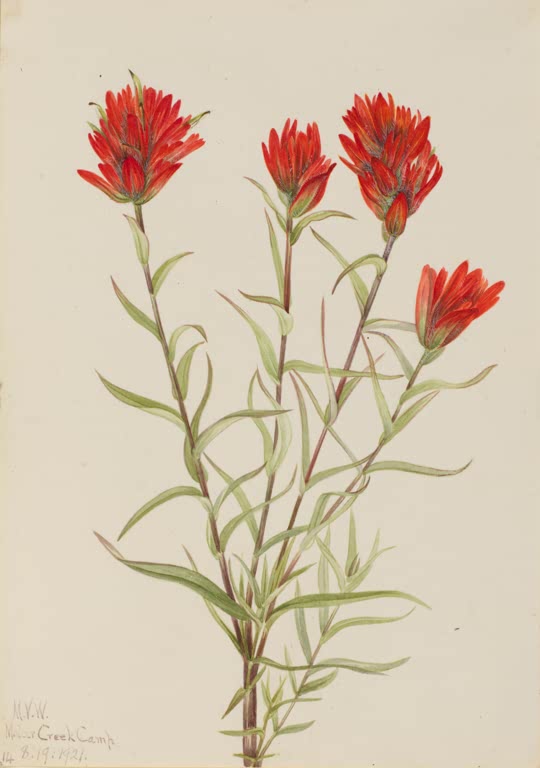 Mary Vaux Walcott Großer Roter Indianerpinsel Kunstkopie, vier leuchtend rote pinselartige Blütenstände an Stängeln
