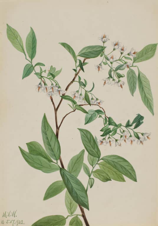 Mary Vaux Walcott Hirschbeere Kunstkopie, Zweig mit weißen Glöckchenblüten und großen grünen Blättern