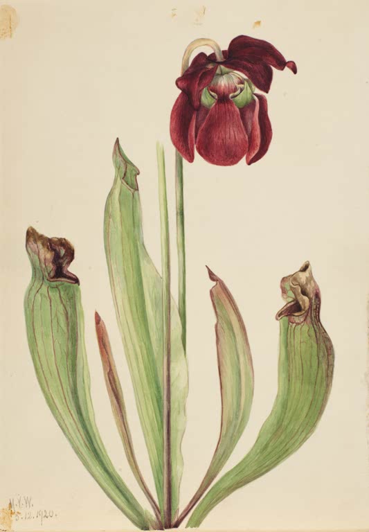Mary Vaux Walcott Hybride Schlauchpflanze Kunstkopie, dunkelrote Blüte und grün-rot geaderte Schläuche