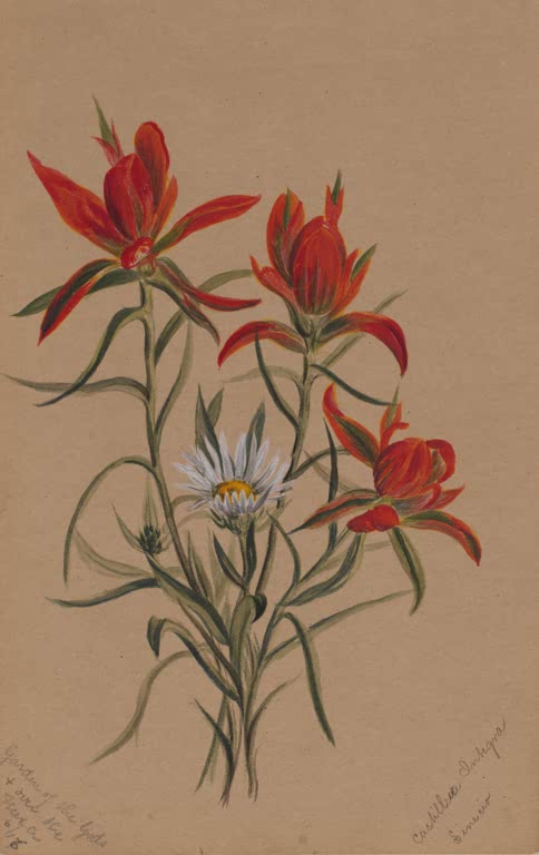 Mary Vaux Walcott Indianerpinsel Kunstkopie, drei rote Pinselblüten und eine weiße Blüte zwischen schmalen Blättern