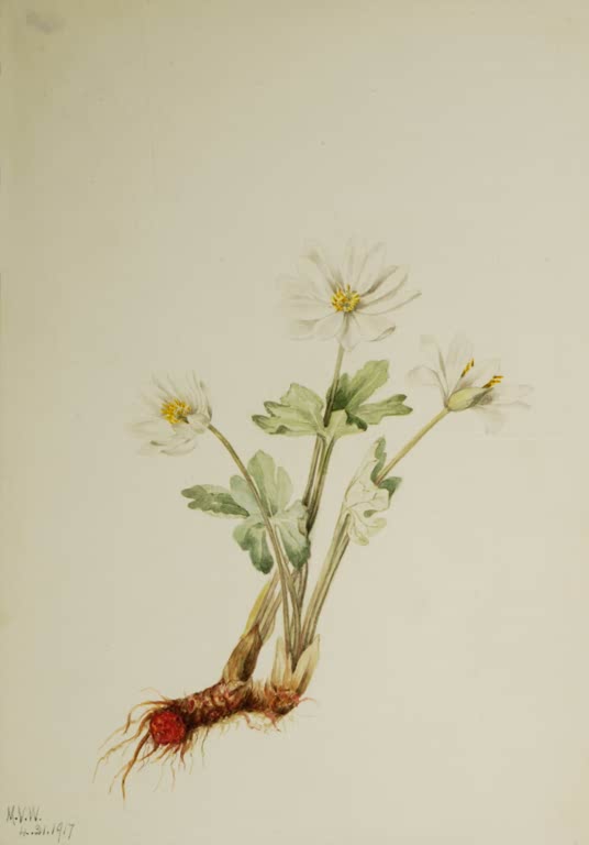 Mary Vaux Walcott Kanadische Blutwurz Kunstkopie, weiße Blüten über rotbraunem Wurzelstock