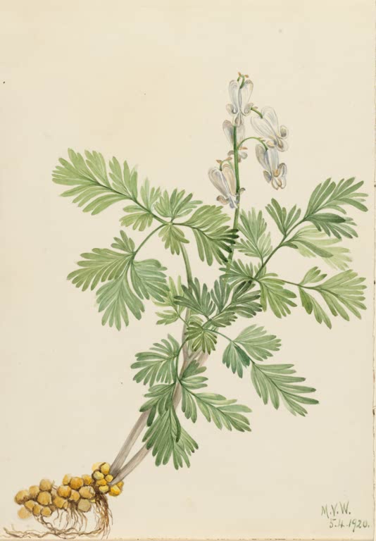 Mary Vaux Walcott Kanadisches Herzblümchen Kunstkopie, gefiedertes Laub mit weißen Herzblüten und gelben Knöllchen