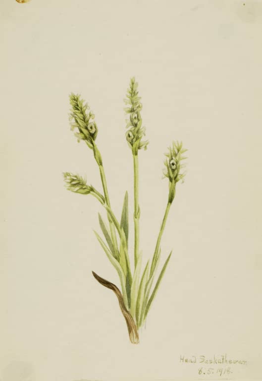 Mary Vaux Walcott Kapuzen-Drehwurz Kunstkopie, grünlich weiße Blütenähren mit grasartigen Blättern