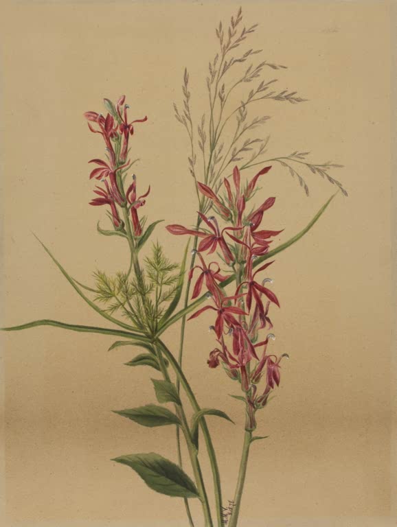 Mary Vaux Walcott Kardinals-Lobelie Kunstkopie, leuchtend rote Lobelien-Blütenstände zwischen Grasrispen und Farnwedeln
