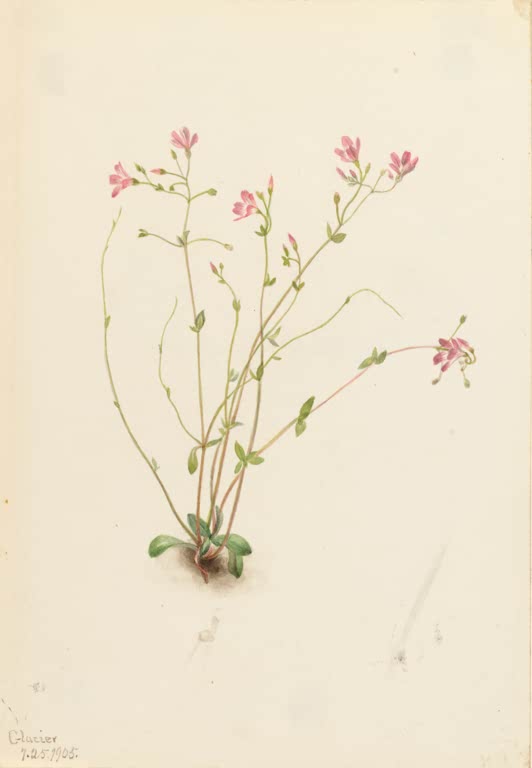 Mary Vaux Walcott Kleinblättrige Frühlingsschönheit Kunstkopie, hauchzarte Stängel mit kleinen rosa Blüten