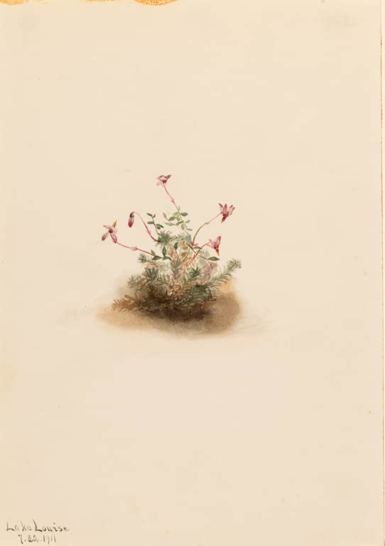 Mary Vaux Walcott Kleine Moosbeere Kunstkopie, kleine Moosbeere mit rosa Blüten und grauen Blättchen auf bräunlichem Erdfleck