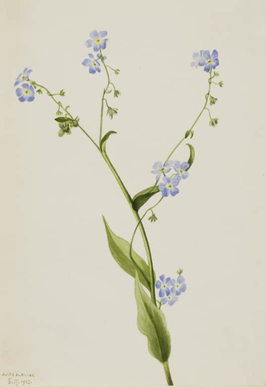 Mary Vaux Walcott Kletten-Vergissmeinnicht Kunstkopie, kleine himmelblaue Blüten mit gelber Mitte