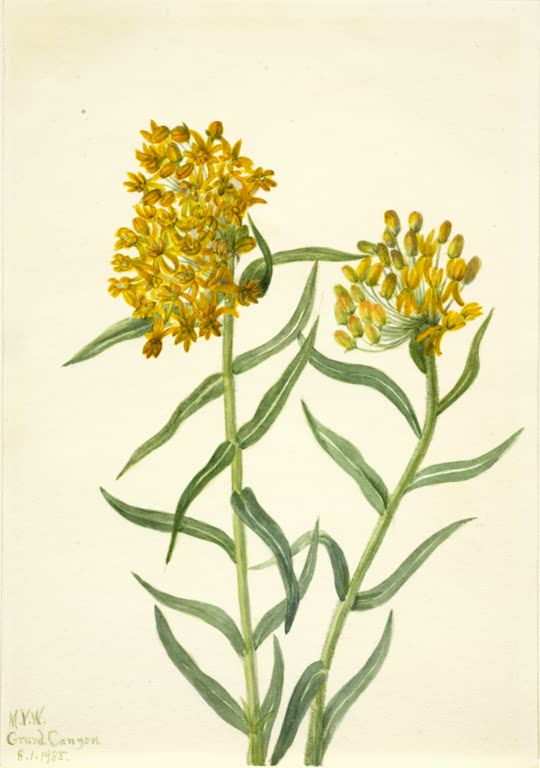 Mary Vaux Walcott Knollige Seidenpflanze Kunstkopie, zwei Dolden aus gelb-orangen Blüten an kräftigen Stängeln