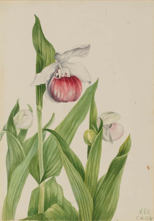 Mary Vaux Walcott Königin-Frauenschuh Kunstkopie, Orchidee mit rotem Schuh, weißen Blütenblättern und breiten grünen Blättern