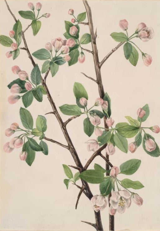 Mary Vaux Walcott Kranzapfel Kunstkopie, blühender Zweig mit rosa Apfelblüten und dornigen Ästen