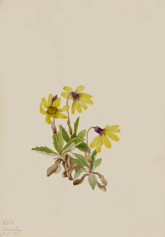 Mary Vaux Walcott Lake-Louise-Arnika Kunstkopie, gelbe Blütenköpfe mit dunklen Hüllblättern über kleinen grünen Blättern