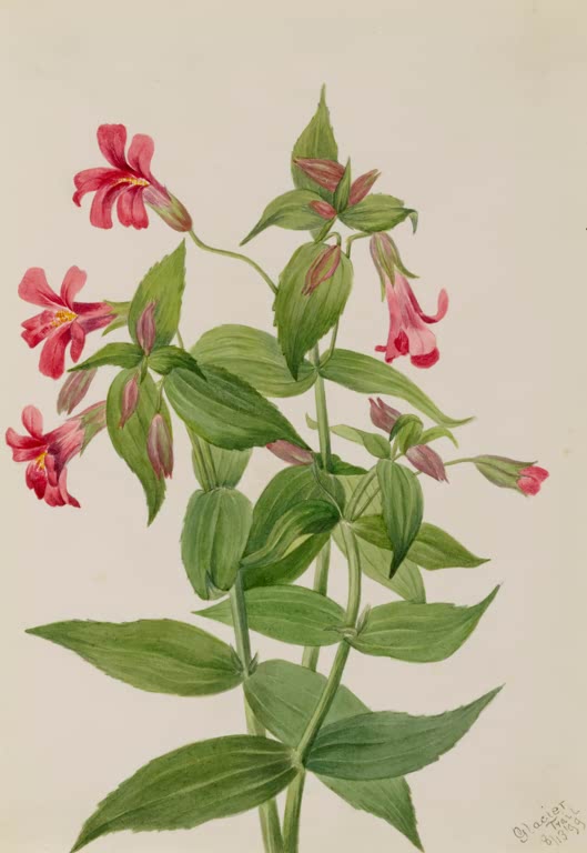 Mary Vaux Walcott Lewis-Gauklerblume Kunstkopie, karminrosa Röhrenblüten an einem dicht beblätterten Stängel