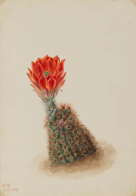Mary Vaux Walcott Lloyds Erdbeerkaktus Kunstkopie, orangerote Kaktusblüte über einem stacheligen grünen Kaktuskörper
