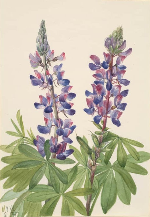 Mary Vaux Walcott Lupine Kunstkopie, zwei Lupinen-Blütenstände in Violett und Rosa über Blättern