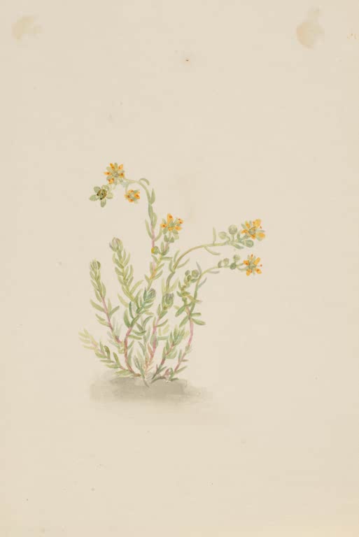 Mary Vaux Walcott Mauerpfeffer Kunstkopie, Polster mit kleinen orangegelben Blüten