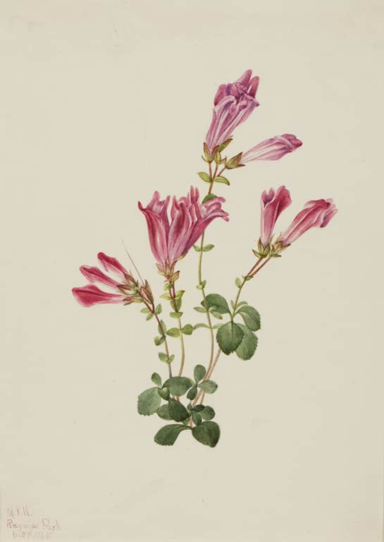 Mary Vaux Walcott Menzies-Bartfaden Kunstkopie, rosa Röhrenblüten über einem Polster aus grünen Blättern