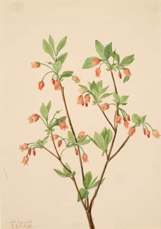 Mary Vaux Walcott Menziesie Kunstkopie, Zweige mit lachsrosa Glöckchenblüten und hellgrünem Laub
