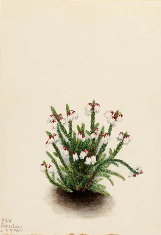 Mary Vaux Walcott Mertens-Schuppenheide Kunstkopie, Zwergstrauch mit weißen Glöckchen und roten Kelchen auf Erde