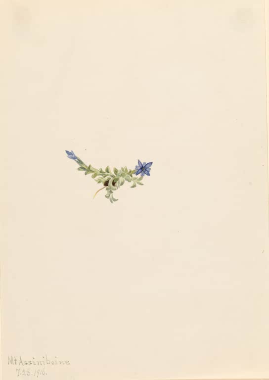 Mary Vaux Walcott Moos-Enzian Kunstkopie, winziger Enzian mit zwei blauen Blüten mitten auf cremefarbenem Papier