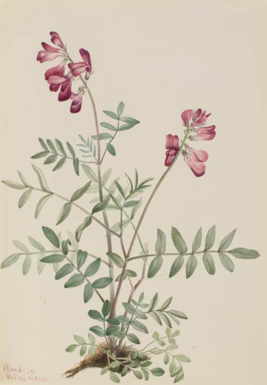 Mary Vaux Walcott Nördlicher Süßklee Kunstkopie, Süßklee mit purpurrosa Blütentrauben und gefiederten grünen Blättern