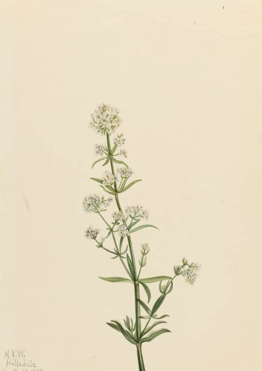 Mary Vaux Walcott Nördliches Labkraut Kunstkopie, ein Stängel Labkraut mit kleinen weißen Blütendolden