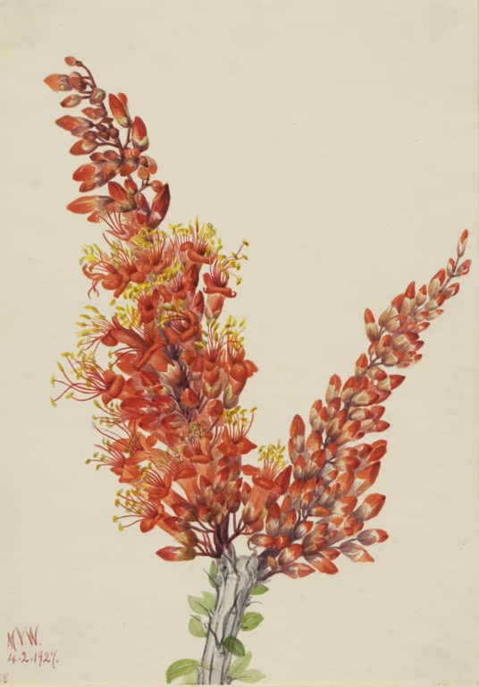 Mary Vaux Walcott Ocotillo Kunstkopie, zwei feuerrote und orangefarbene Blütenstände mit gelben Staubfäden
