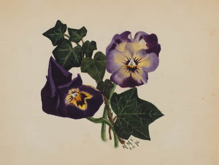 Mary Vaux Walcott Stiefmütterchen und Efeu Kunstkopie, zwei Stiefmütterchen mit dunklem Efeulaub