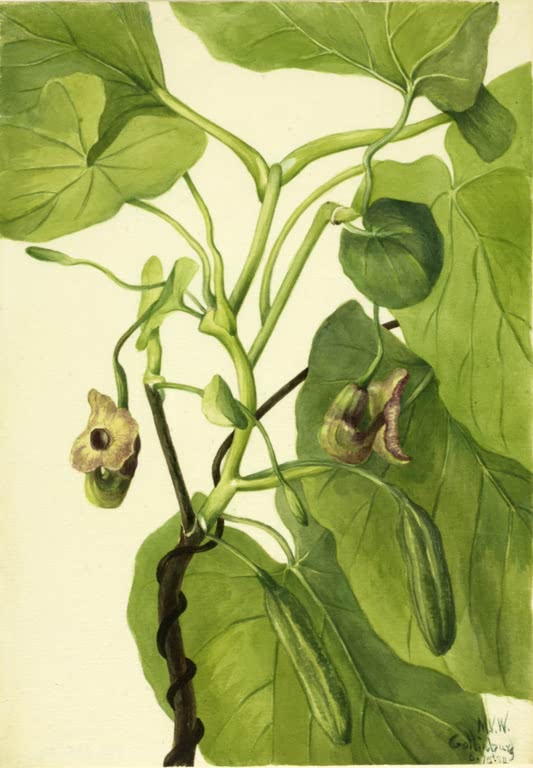 Mary Vaux Walcott Pfeifenwinde Kunstkopie, große herzförmige Blätter mit gekrümmten braunvioletten Blüten und Früchten