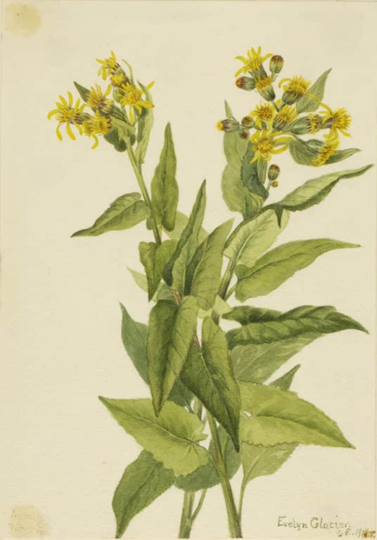 Mary Vaux Walcott Pfeilblättriges Greiskraut Kunstkopie, zwei Triebe mit gelben Blütenköpfen