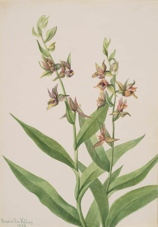 Mary Vaux Walcott Pflanzenstudie von 1929 Kunstkopie, Triebe mit braunroten Blüten und langen Blättern