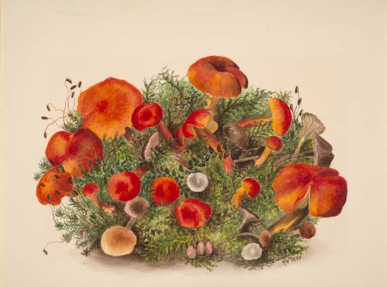 Mary Vaux Walcott Pilze im Moos Kunstkopie, orangerote Pilze auf einem Polster aus grünem Moos