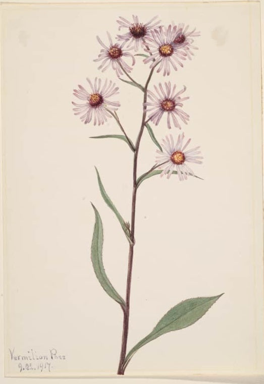 Mary Vaux Walcott Prächtige Aster Kunstkopie, sechs zartviolette Asterblüten mit gelb-roten Mitten an einem schlanken Stängel