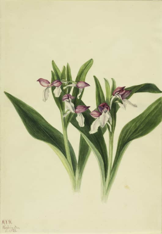 Mary Vaux Walcott Prächtiges Knabenkraut Kunstkopie, Orchideen mit purpurnen Helmen und weißen Lippen über grünen Blättern