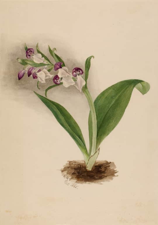 Mary Vaux Walcott Prächtiges Knabenkraut Kunstkopie, Orchidee mit weiß-purpurnen Blüten und zwei breiten Blättern