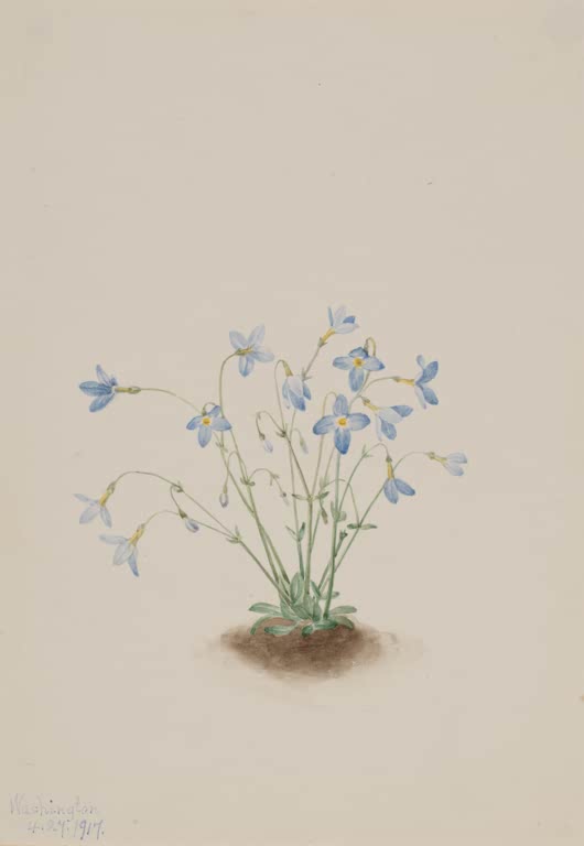 Mary Vaux Walcott Quäkerdamen Kunstkopie, zierliche hellblaue Blüten über einem Erdfleck