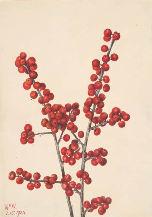 Mary Vaux Walcott Quirlblättrige Stechpalme Kunstkopie, kahle Zweige mit roten Beeren