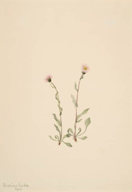 Mary Vaux Walcott Rosa Berufkraut Kunstkopie, zwei schlanke Pflanzen mit zart rosa Strahlenblüten und graugrünen Blättern