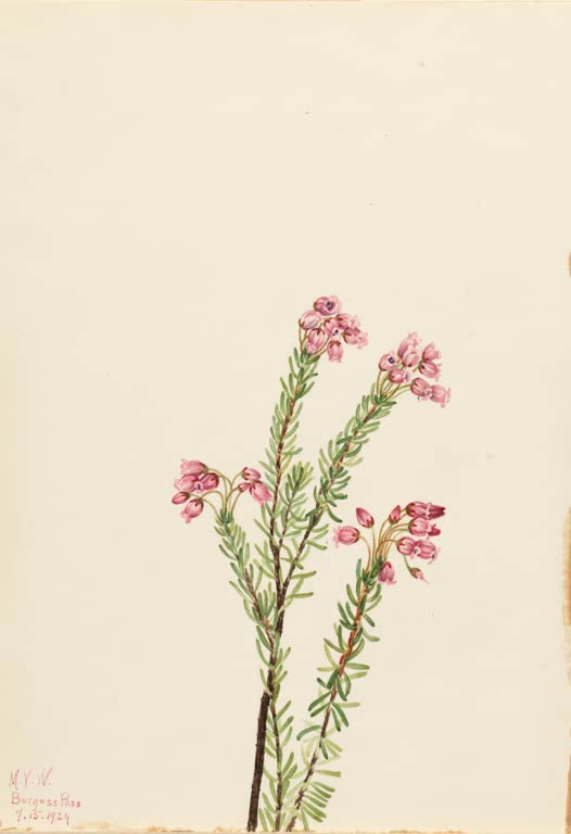 Mary Vaux Walcott Rosa Blauheide Kunstkopie, dünne Zweige mit nadelartigen Blättern und kleinen rosa Glöckchen