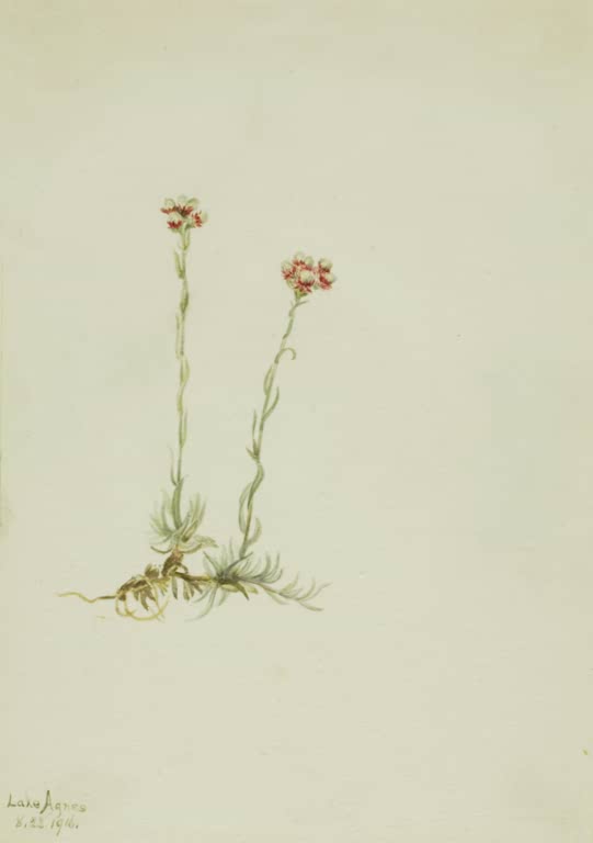 Mary Vaux Walcott Rosa Katzenpfötchen Kunstkopie, zwei hohe Stängel mit rosa Blütenköpfen über silbrig behaarten Blättern