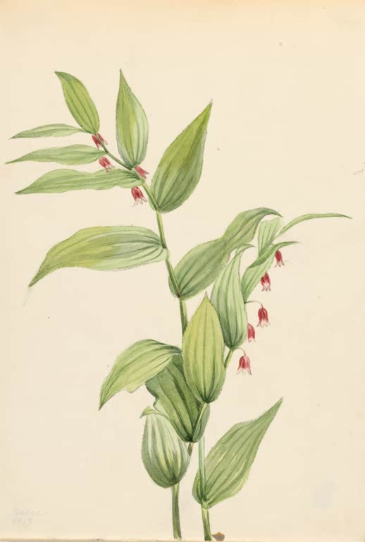 Mary Vaux Walcott Rosa Knotenfuß Kunstkopie, hängende rosarote Glöckchen unter hellgrünen, längs gerippten Blättern