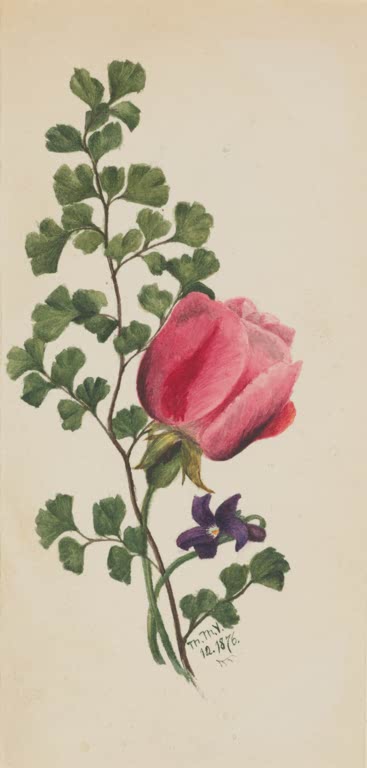 Mary Vaux Walcott Rosa Rose mit Veilchen Kunstkopie, zarter Fiederzweig und kleines violettes Veilchen