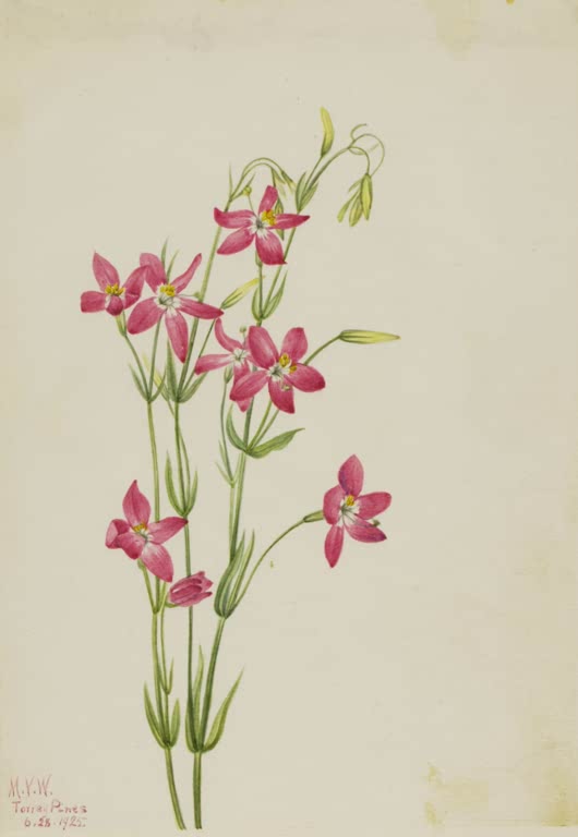 Mary Vaux Walcott Rosa Tausendgüldenkraut Kunstkopie, rosa Sternblüten an schlanken Stängeln