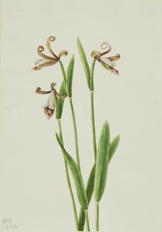 Mary Vaux Walcott Rosenknospen-Orchidee Kunstkopie, drei Orchideenblüten mit gedrehten Blütenblättern