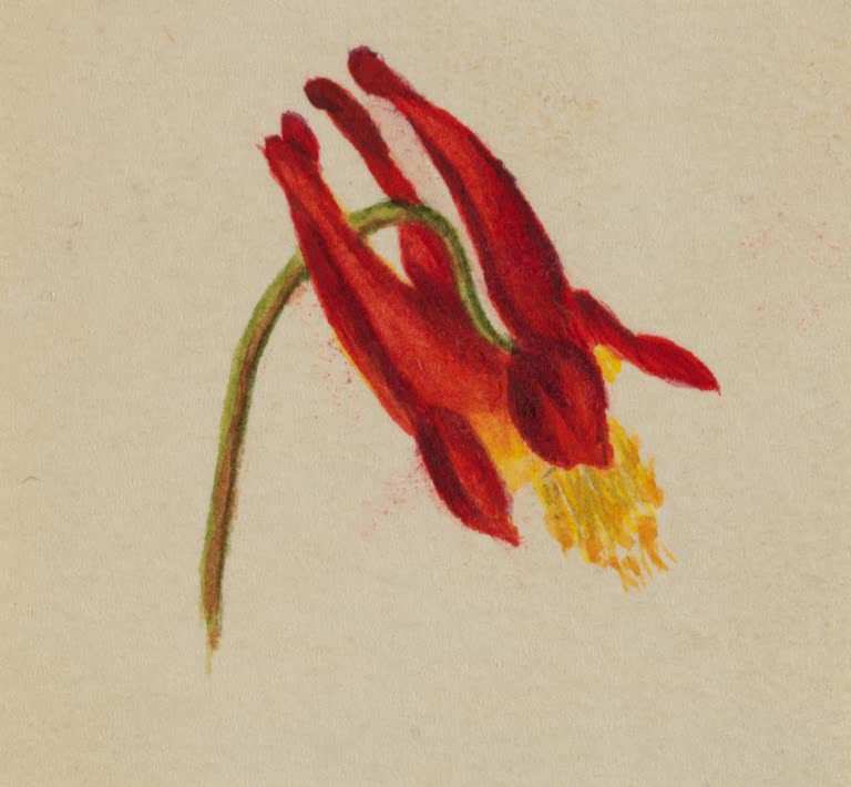 Mary Vaux Walcott Rote Akelei Kunstkopie, nickende rote Akeleiblüte mit gelben Staubfäden und gebogenem Stiel