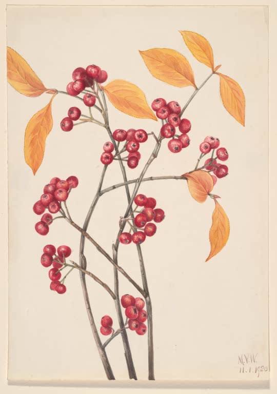 Mary Vaux Walcott Rote Apfelbeere Kunstkopie, rote Beerendolden und goldgelbe Herbstblätter an grauen Zweigen