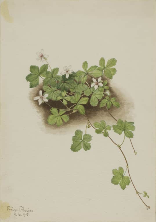 Mary Vaux Walcott Rote Kriech-Brombeere Kunstkopie, kleine gelappte Blätter mit weißen Blüten auf einem braunen Erdfleck