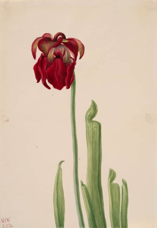 Mary Vaux Walcott Rote Schlauchpflanze Kunstkopie, eine dunkelrote Blüte einer Schlauchpflanze an langem Stiel